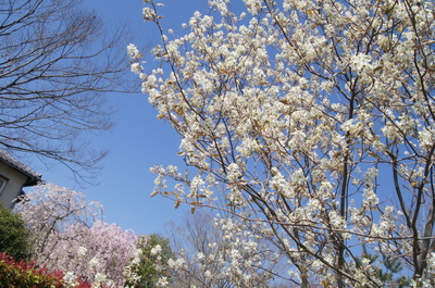 ４月のメディカルハーブガーデン 薬香草園 生活の木 ハーブやアロマなど自然の恵みを活かし ウェルネス ウェルビーイングなライフスタイルをお届け