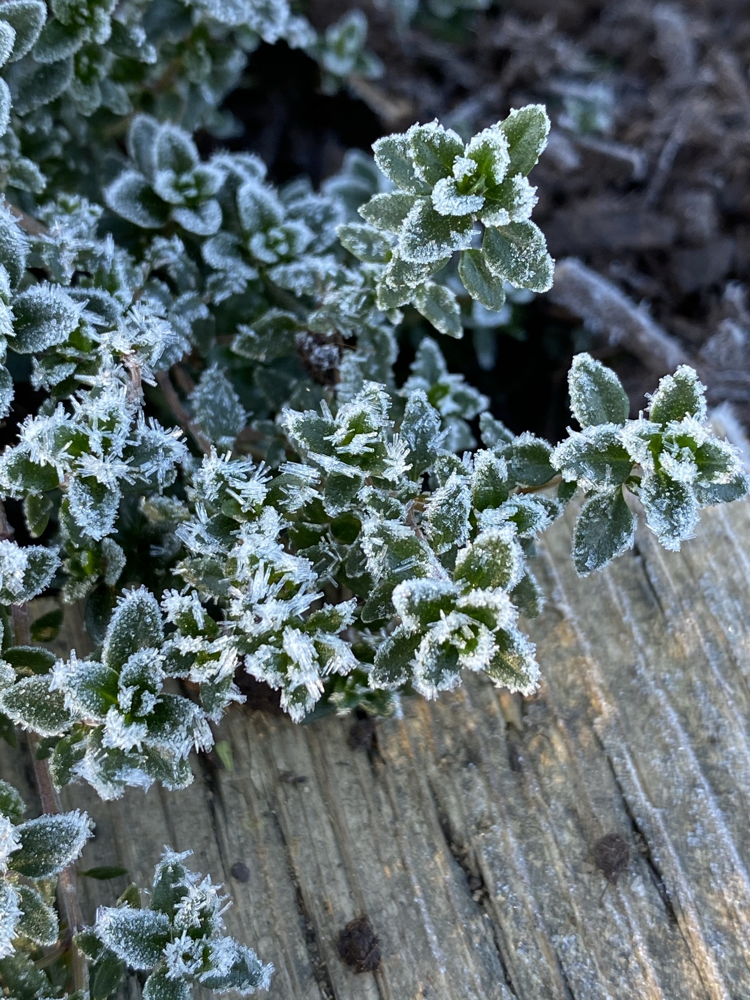 https://www.treeoflife.co.jp/garden/news/images/d6111c44a335ee8d809f4c3364177e302d2d874c.JPEG